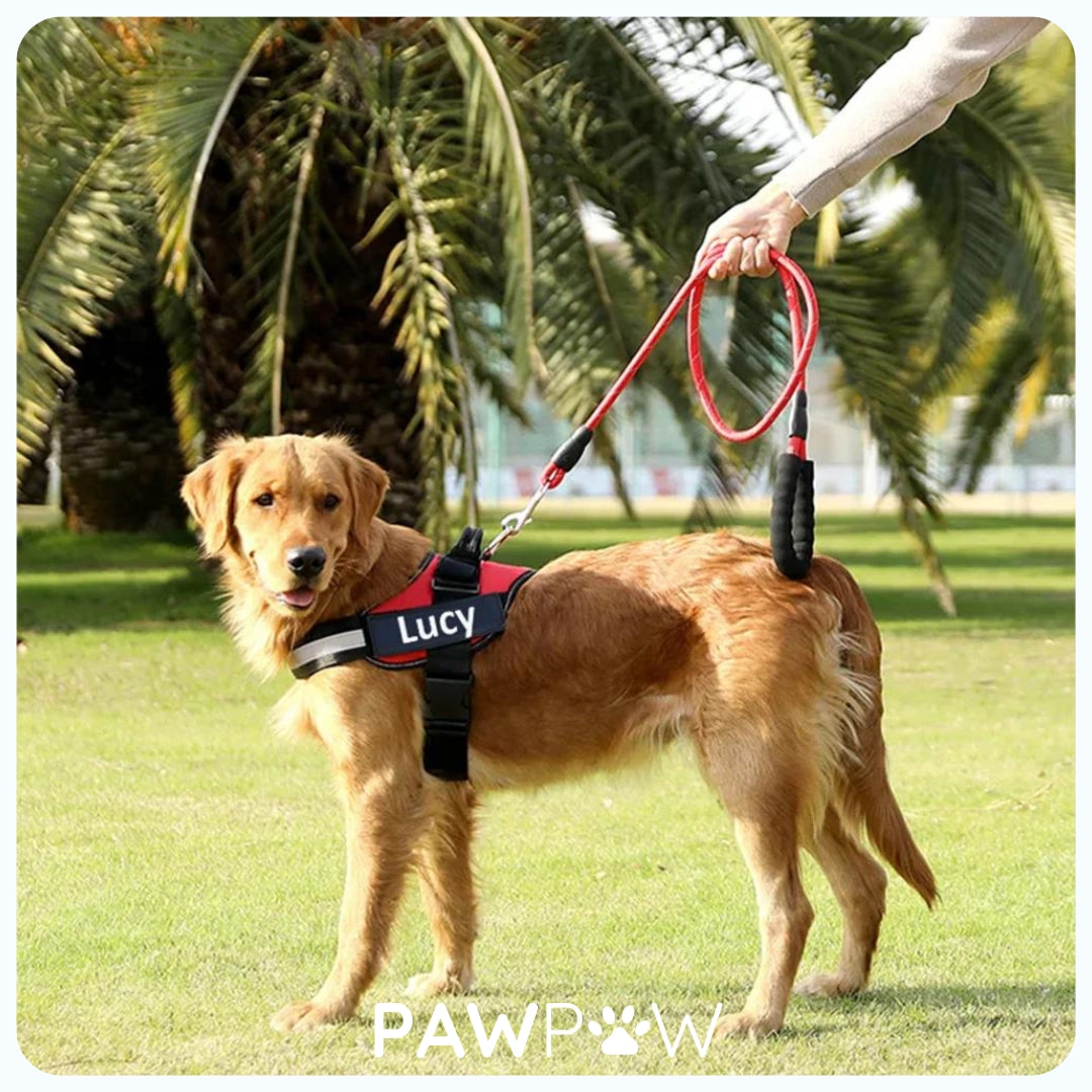 PawPop™ - Harnais Prénom Anti Traction pour Chien